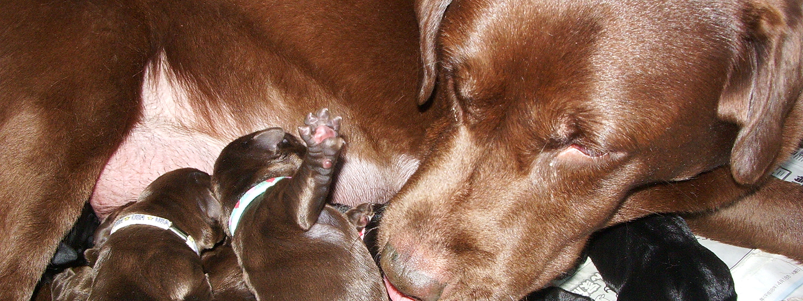 ラベンダーヒルズラブラドールレトリーバー